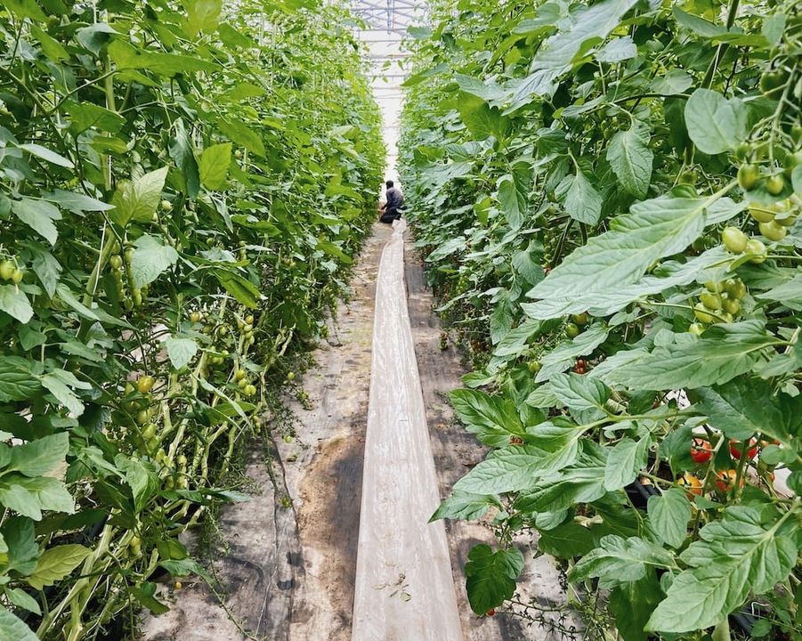 parcours gourmand montréal Laval