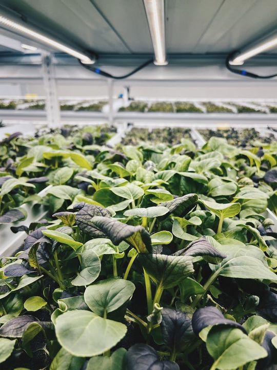 parcours gourmand montréal Laval