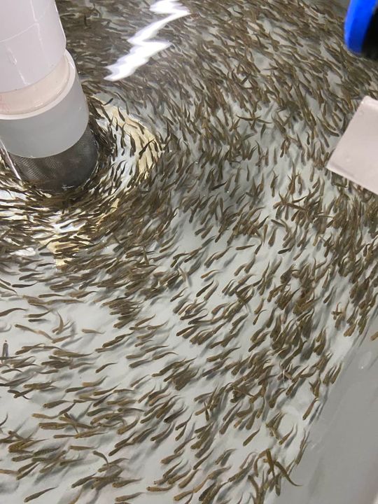 Les truites de la ferme piscicole des Bobines