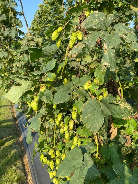 Upa Chaudière Appalaches