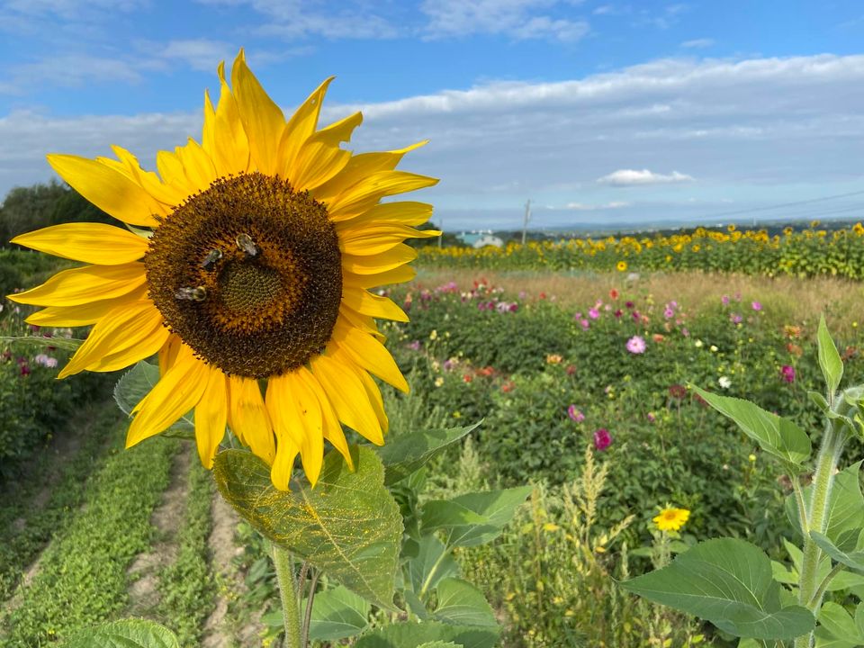 Les fleurs de la ferme Ste-Catherine