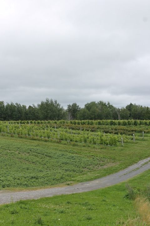 vignoble saguenay