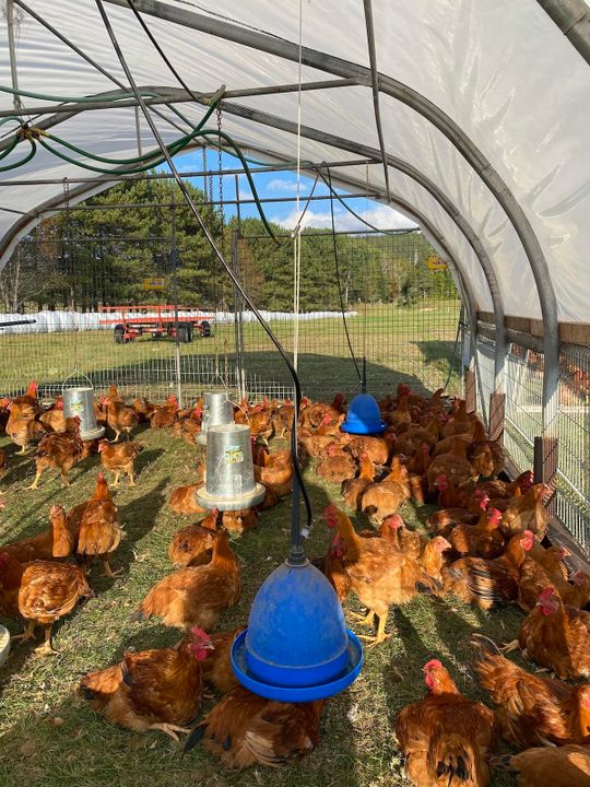 upa laurentides tournée mangeons local poules