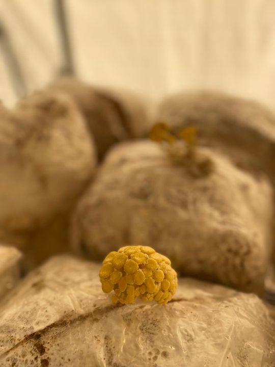 upa laurentides tournée mangeons local champignons