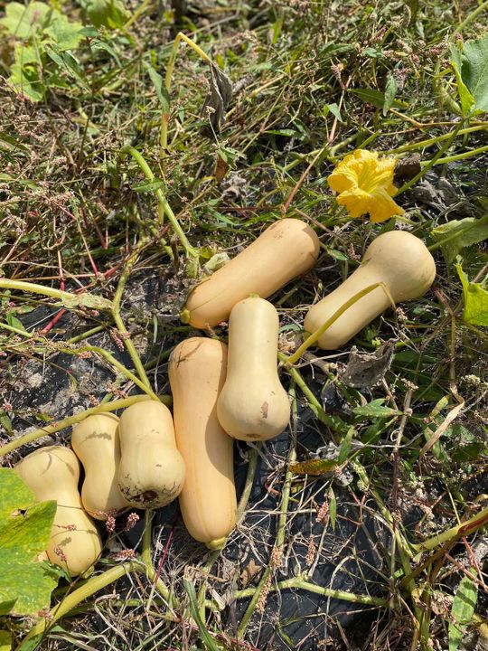 upa laurentides tournée mangeons local emmanuel bilodeau courges