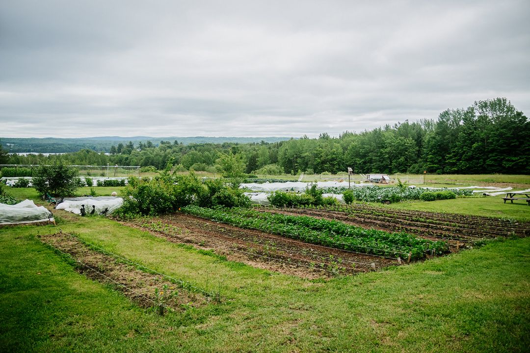Recette radis Parcelles Mangez Québec APMQ