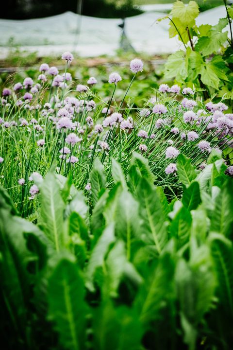 Recette radis Parcelles Mangez Québec APMQ