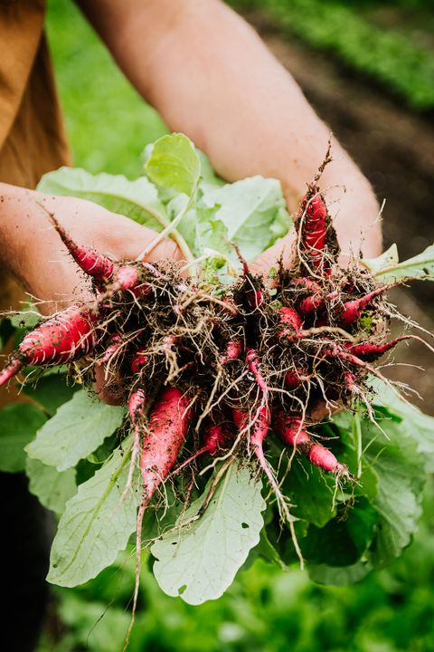 Recette radis Parcelles Mangez Québec APMQ