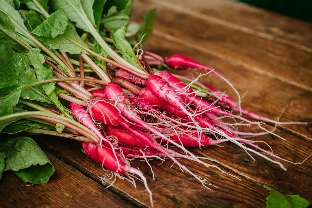 Recette radis Parcelles Mangez Québec APMQ