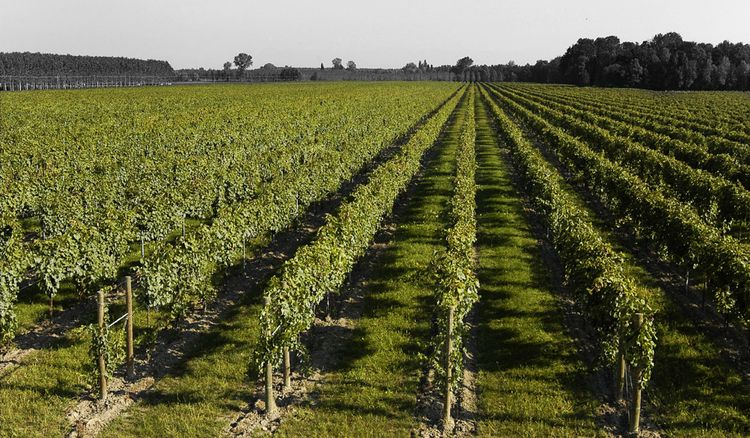 La Grande Dégustation de Montréal
