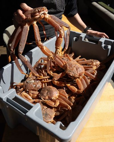 Crabe des neiges Annette