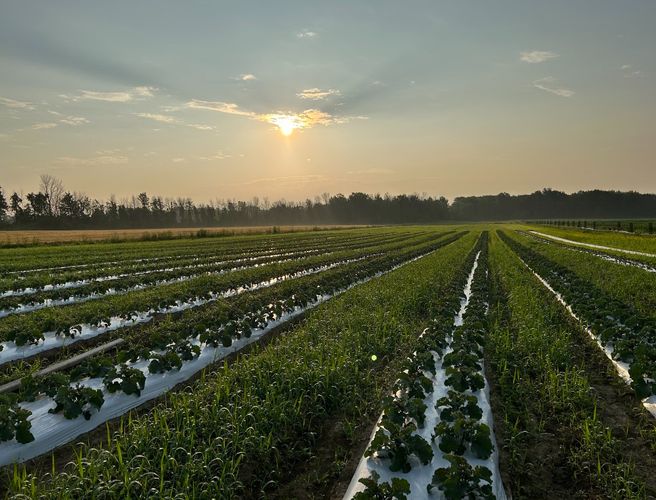 La Grande tablée des récoltes Tablée des chefs